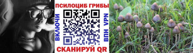 как найти Михайловск Псилоцибиновые грибы Cubensis