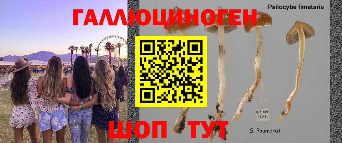 Михайловск  цены   Вход с VPN  Псилоцибиновые грибы Magic Shrooms 